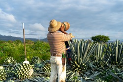 Tequila, Jalisco, a farmer is drinking water and in the agave field in the countryside.