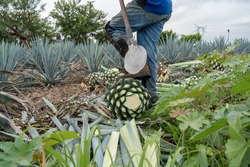 The jimador farmer is resting his foot on the agave to cut the stems of the plant.	