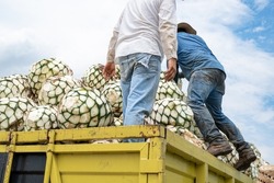 Two workers are arranging the agave on top of the truck to take them to the tequila factory.