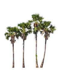 Four borassus flabellifer trees, known by several common names, including Asian Palmyra palm, Toddy palm, Sugar palm, or Cambodian palm, tropical tree in Thailand isolated on white background