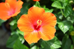 orange Hibiscus flower
