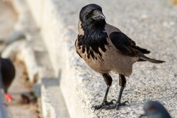 Bird Concept , Hooded Crow (Corvus Corone)