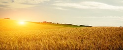 Wheat crop field Sunset Landscape 