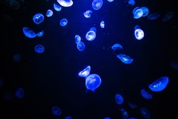 Extraordinary Jellyfish and sea jellies Aurelia aurita. Moon jellyfish translucent color dark background.