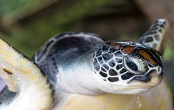 portrait green sea turtle Chelonia mydas marine animal Close-up