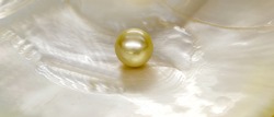 Single white pearl in mother-of-pearl Seashell.