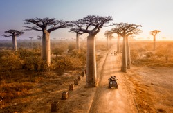 Beautiful Baobab trees avenue of the baobabs in Madagascar