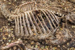 Ribcage of a carcass from a decaying moose that was poached
