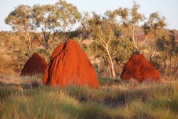 Termite nests in West Australian outback