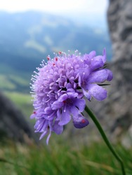 Scabiosa wild flower against Alpine view