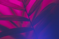 Neon vibe floral background. Purple dark palm tree leaves and shadows. Futuristic close-up texture. Creative fluorescent color layout made of tropical leaves. Flat lay neon colors. Nature concept.