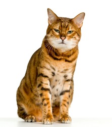 Bengal cat in orange and brown stripes like a tiger looking with angry stare at the viewer with space for advertizing and text
