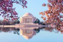 Sun rising illuminates the Jefferson Memorial and Tidal Basin. The bright pink cherry blossoms frame the monument in Washington DC during the annual cherry blossom festival