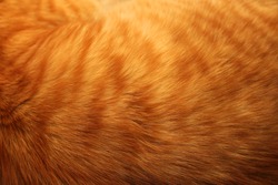 Image of ginger cat's fur background