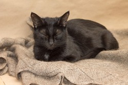 Image of adorable black cat basking on warm woolen shawl