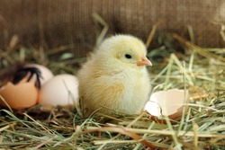 Cute yellow chicken and egg shell on background, close-up