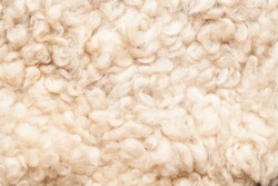 Sheep fur. Wool texture. Closeup background