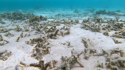 UNDERWATER, CLOSE UP: Global warming is damaging the once lush tropical marine life in Asia. Sad view of a devastated bleached exotic coral reef in the Maldives. Dead coral reef near Himmafushi.