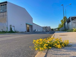 LOW ANGLE, CLOSE UP: Yellow wildflower grows out of a cracked concrete pavement in a quiet industrial district. Lotus corniculatus grows on side of the road in a business street full of warehouses.