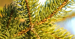 CLOSE UP Detailed view of evergreen spruce tree branches with green needles. Spiky spruce tree twigs illuminated by the sunlight. Beautiful pattern of sunlit coniferous boughs as a textured background