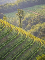Picturesque vineyard patterns appearing in hilly wine country in golden light. Sunrise forming lines of lights and shadows among picturesque hilly countryside covered with terraced vine trellises.