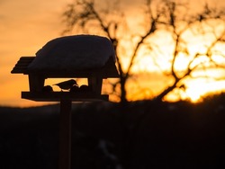 Silhouette of a bird visiting snowy birdhouse in stunning golden winter sunlight. Feathered visitor looking for food in snowy winter. Birdwatching in the backyard in magnificent evening sunset light.