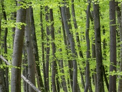 Magnificent deciduous forest with fresh green leafage that sprouted in spring. Lush growth in beech forest awakened in springtime. Vibrant green shades of thriving young leaves glowing in woodland.