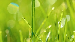 DOF, CLOSE UP: Fresh and vibrant green garden grass leaves after spring rain. Shiny raindrops on lushly growing lawn on a sunny day. Greening of grass leafage in an awakening garden in springtime.