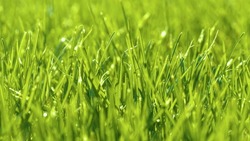 DOF, CLOSE UP: Shiny raindrops on lushly growing garden grass on a sunny day. Abstract view of vibrant green turf after spring rain. Greening of grass leafage in an awakening garden in springtime.