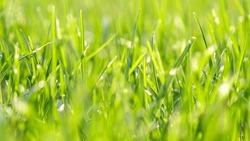 DOF, CLOSE UP: Spring raindrops sparkling on lushly growing green garden grass. Abstract view of vibrant green turf after spring rain. Greening of grass leafage in an awakening garden in springtime.