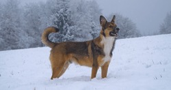 CLOSE UP: Shepherd dog stands on a snowy meadow and waits for a flying snowball. White snowflakes fall on a lovely brown doggo during a winter walk through freshly fallen snow in wintery countryside.