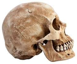 Side profile view of human skull