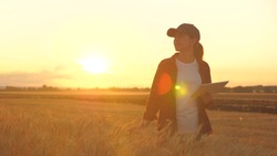 Agronomist woman farmer, business woman looks into a tablet in a wheat field. Modern technologists and gadgets in agriculture. Business woman working in the field. Farmer in wheat field at sunset.