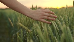Woman farmer walks through a wheat field at sunset, touching green ears of wheat with his hands. Hand farmer is touching ears of wheat on field in sun, inspecting her harvest. Agricultural business.