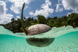 A germinated coconut that has likely traveled a long way floats in a lagoon in the tropical Pacific Ocean. Hopefully, waves and currents will wash the coconut onto a nearby beach so that it can grow.