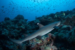 A Whitetip reef shark cruises over a coral reef in the Republic of Palau. This tropical island nation is known for its extraordinary marine life and beautiful rock islands.