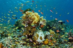 A healthy, biodiverse coral reef thrives in the waters near Alor, Indonesia. This remote region, part of the Lesser Sunda Islands, is known for both marine biological diversity and active volcanoes.