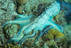 An octopus, Octopus cyanea, hunts for small crabs on a coral reef in Wakatobi National Park, Indonesia. This intelligent species is diurnal and is commonly found camouflaged on shallow reefs.