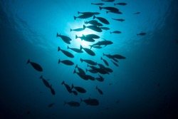 A school of fish swims through deep water in the tropical western Pacific.
