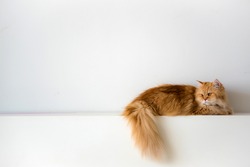 Persian cat laying on white wall 