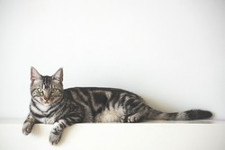American Short Hair cat laying on white wall with copy space background