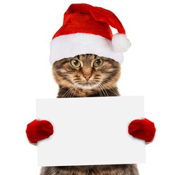 Funny cat in christmas hat holding white banner