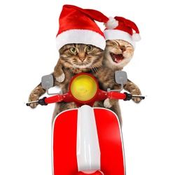 Funny cats are wearing christmas hats and driving a moped. Humorous theme.