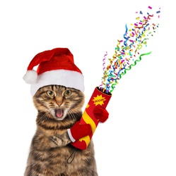 Funny cat in christmas hat with petard.