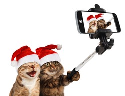 Funny cats are taking a selfie with smartphone camera. They are wearing Christmas hats. Selfie party.    