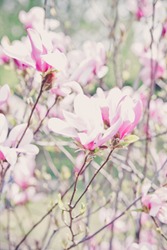 Beautiful blooming tree of pink magnolia, closeup of flourishing branch, symbol of spring. Floral petal natural background for wallpaper, postcard. Delicate blossom. Selective focus.