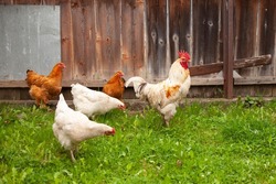 Сhickens on the farm yard lifestyle image. Farming house keeping. Animal farm. Chicken.