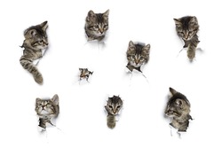 Kittens in holes of paper, little grey tabby cats peeking out of torn white background, eight funny playing pets