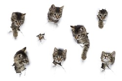 Cats in holes of paper, little grey tabby kittens peeking out of torn white background, eight funny playing pets 