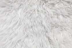 Wool background. Detail of sheep fur 